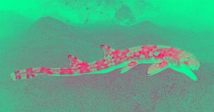 Walking Sharks: New Species Reveal Amphibious Evolution